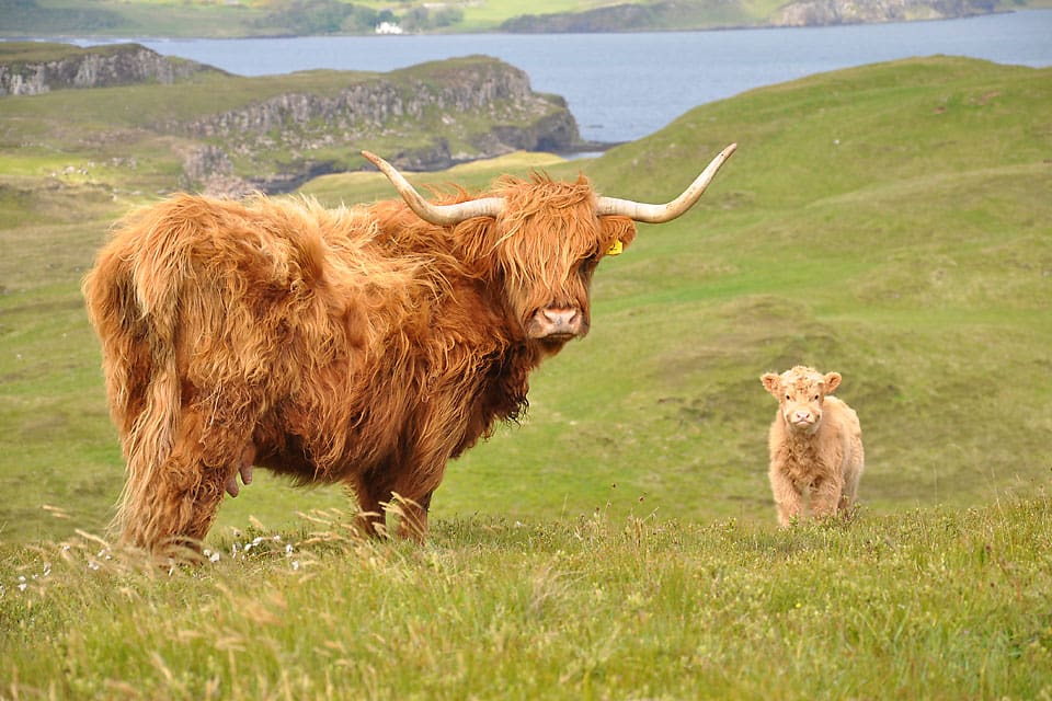 Highland cow